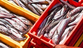 Hidrobiol&oacute;gicos